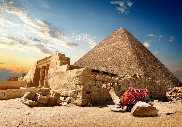 زراعة الشعر الايطالي في مصر